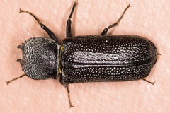 Apatides fortis
