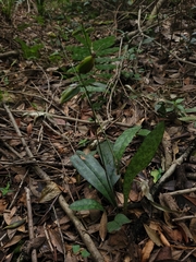 Eulophia maculata