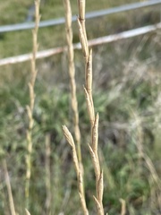 Thinopyrum obtusiflorum