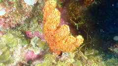 Ptilocaulis walpersii