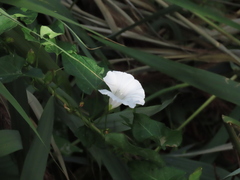 Calystegia