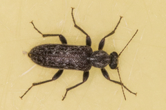 Duboisius barri