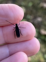 Penthetria heteroptera