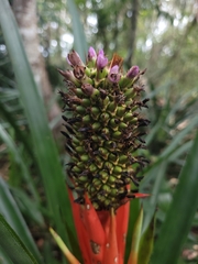 Aechmea ornata