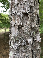 Pinus echinata