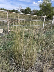 Thinopyrum obtusiflorum