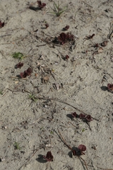 Reynoutria × bohemica