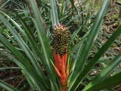 Aechmea ornata