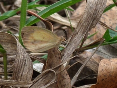 Eurema elathea flavescens
