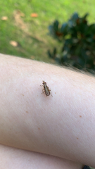 Sciomyzidae