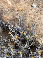 Helichrysum cylindriflorum
