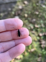 Penthetria heteroptera