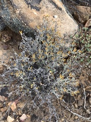 Helichrysum cylindriflorum