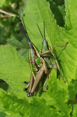Sphenarium mexicanum