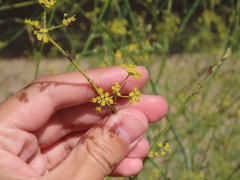 Foeniculum vulgare