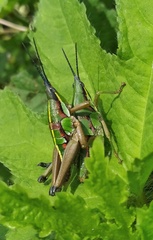 Sphenarium mexicanum