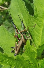 Sphenarium mexicanum