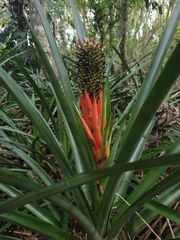 Aechmea ornata