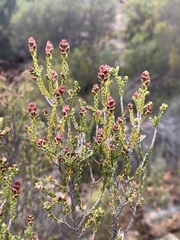 Passerina