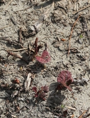 Reynoutria × bohemica