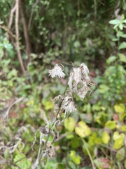Vaccinium corymbosum