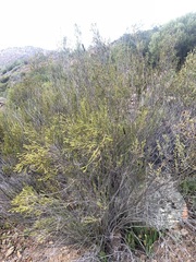 Passerina