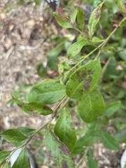 Vaccinium corymbosum