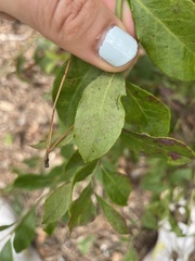 Vaccinium corymbosum