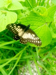 Catasticta nimbice nimbice