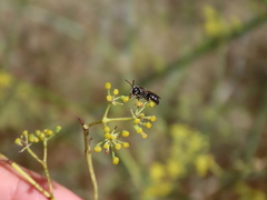 Lasioglossum