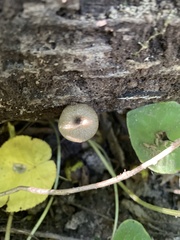 Arrhenia epichysium