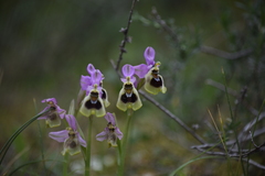 Ophrys tenthredinifera