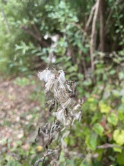 Vaccinium corymbosum