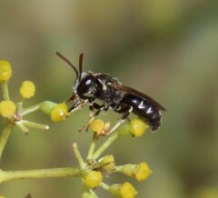 Lasioglossum