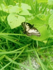 Catasticta nimbice nimbice