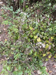 Vaccinium corymbosum