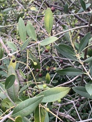 Olea europaea