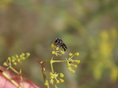 Lasioglossum