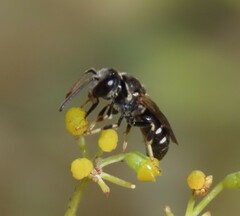 Lasioglossum