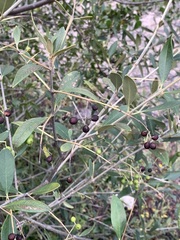 Olea europaea