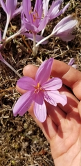 Colchicum autumnale
