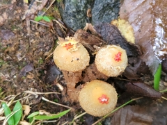 Calostoma ravenelii