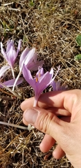 Colchicum autumnale