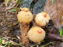 Calostoma ravenelii