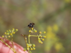 Lasioglossum