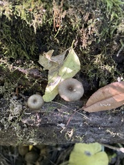 Arrhenia epichysium