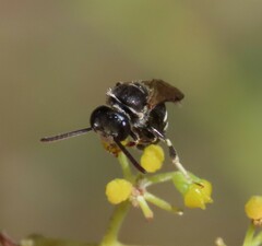 Lasioglossum