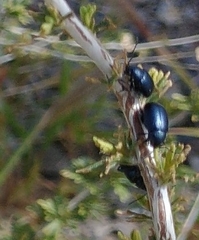 Altica obliterata