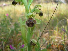 Ophrys umbilicata