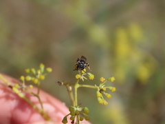 Lasioglossum